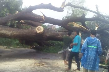 Pohon ukuran raksasa di Kediri tumbang diterjang angin