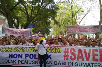 Ribuan orang tergabung dalam "Save Babi" unjuk rasa di DPRD Sumut