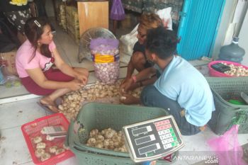 Harga bawang putih di Sleman mulai turun mendekati normal