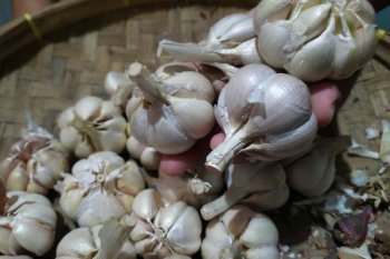 Perlu sosialisasi bawang putih tidak terkontaminasi corona