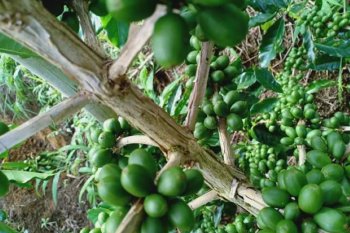 Kopi Senaru Lombok tembus ke mancanegara