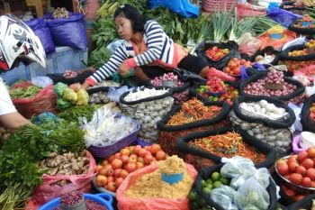 Pemkab Tanatoraja dorong petani milenial kembangkan hortikultura