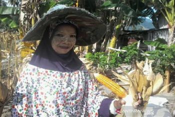 Sigi targetkan jadi sentra produksi agung di Sulawesi Tengah