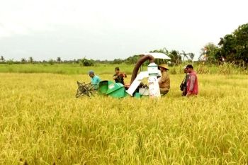 Pengembangan pertanian di Sukamara temui kendala