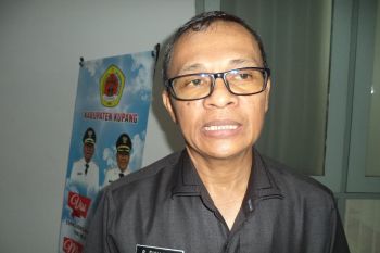 Kini hama ulat grayak serang jagung petani di Kupang