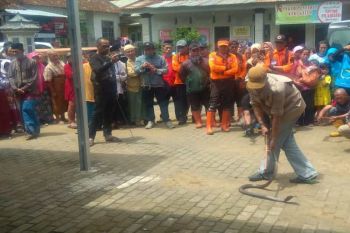 Ratusan warga Wonosobo berburu ular kobra yang berkeliaran di permukiman