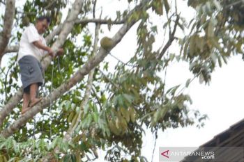Produksi durian Temanggung anjlok hingga 70 persen