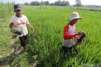 Petani andalkan perangkap tikus