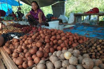 Buah lokal yang hanya panen sekali setahun jadi berkah masyarakat Palangka Raya