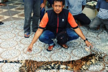 Polda Riau membongkar sindikat perdagangan organ harimau sumatera