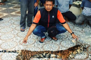 Polda Riau bongkar sindikat perdagangan organ harimau sumatera