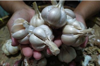 Harga bawang putih  mulai turun di Bandarlampung