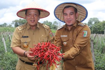 Tegineneng panen cabai capai 10 ton per hektare