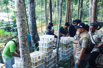 Gakkum LHK lepas 1.600 burung gelatik dan ciblek