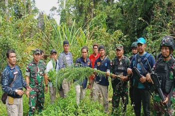 Satgas Pamtas Yonif Raider 300 dan BNNP Papua kembali temukan ladang ganja di Waris