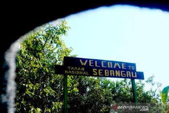 Sebangau peat forest, a paradise under threat