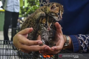 BBKSDA Riau rawat dua bayi kucing hutan temuan masyarakat