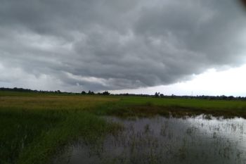 Hujan merata di wilayah utara Sulsel pemicu sawah tergenang