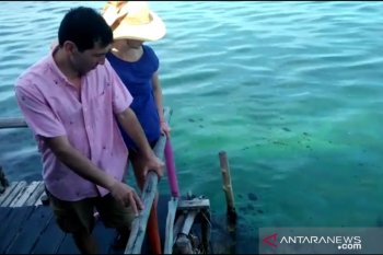 Akibat ada limbah minyak hitam, Turis asing batal snorkeling