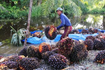 18 Kepala Desa di Indragiri Hilir dilaporkan ke Kejati Riau