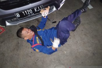 Anak kucing terjebak dalam mesin mobil, petugas damkar selamatkan nyawanya