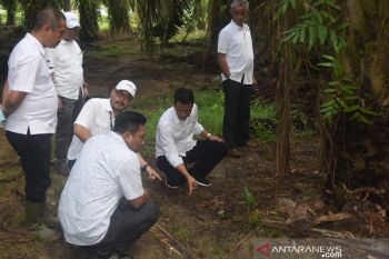 PTPN VII tekan kehilangan produksi kelapa sawit