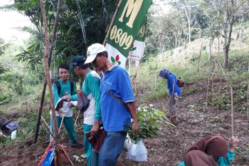 Akademisi: Penanaman vetiver langkah tepat cegah longsor