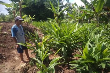 Petani lengkuas untung Rp100 juta per hektare