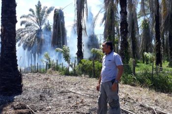 Lima hektare lahan kelapa sawit  terbakar di Agam