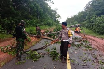 Personel TNI-Polri singkirkan pohon tumbang di Jalan Trans Papua