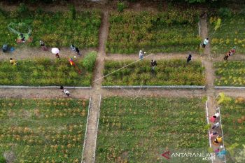 Foto - Hamparan bunga indah di "Holland Park" Tilihuwa-Gorontalo