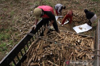 Target produksi ubu kayu