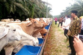 Pengembangan ternak sapi di kawasan Lunci-Jelai Sukamara