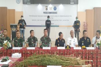 Bea Cukai dan TNI Satgas Pamtas amankan ganja di perbatasan RI-PNG