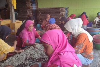 Cuaca buruk perajin teri asin berhenti produksi
