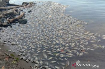 10 ton ikan keramba di Danau Maninjau mati akibat angin kencang