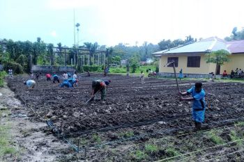 Prajurit TNI dampingi siswa SMKN Pertanian Wapoga belajar bercocok tanam