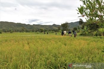 Produksi gabah Jayawijaya meningkat setiap tahun