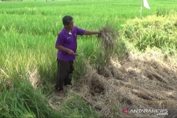 Hama wereng serang tanaman padi siap panen di Madiun