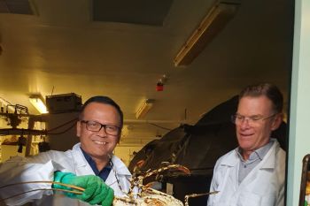 Indonesia perlu pelajari budidaya lobster di  Tasmania