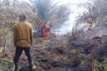 12 hektare lahan kelapa sawit milik Plasma Tiku Lima Jorong hangus  terbakar