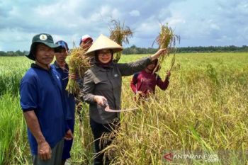 Tim BRG panen padi hitam lahan gambut  Banyuasin