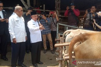 OKU Timur target populasi sapi bertambah 10.000  ekor 2020