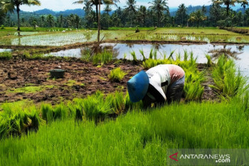 Warga Solok Selatan bakal tak boleh membangun rumah di sawah