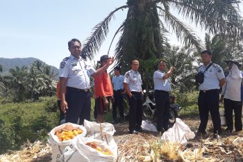 Napi Lapas Terbuka Pasaman dibina berkebun dan bertani (Video)