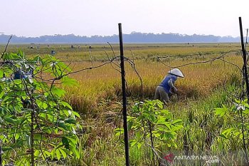 Cilacap optimistis  surplus beras pada 2020