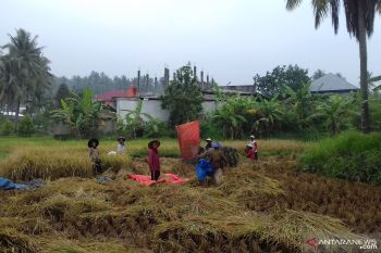Pemkab Solok targetkan produksi 388.173 ton padi pada 2020, ini langkah mencapainya