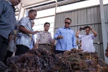 Batam ekspor 53 ton rumput laut ke China di tengah wabah corona