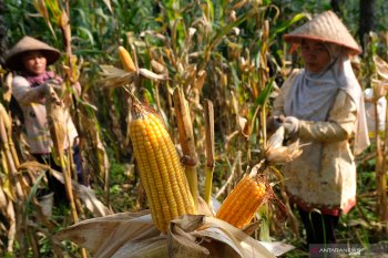 Kementan catat tepung jagung olahan asal Cilegon tembus pasar Israel