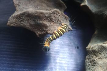 Ulat bulu serang permukiman dan lahan pertanian warga